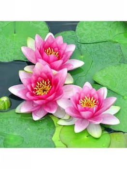 Image of Water Lily Planting Kit Pink