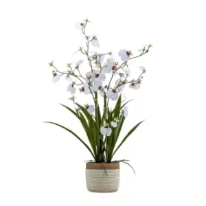 Image of Crossland Grove Potted Oncidium Orchid (real Touch) White H640Mm