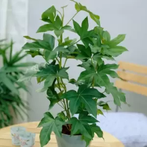 Image of YouGarden Fatshedera Pia Gray (Tree Ivy) In 17Cm Grow Pot