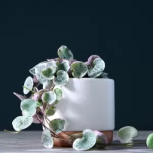 Image of Thompson & Morgan Thompson and Morgan String of Hearts Varigated 8cm Pot x 3