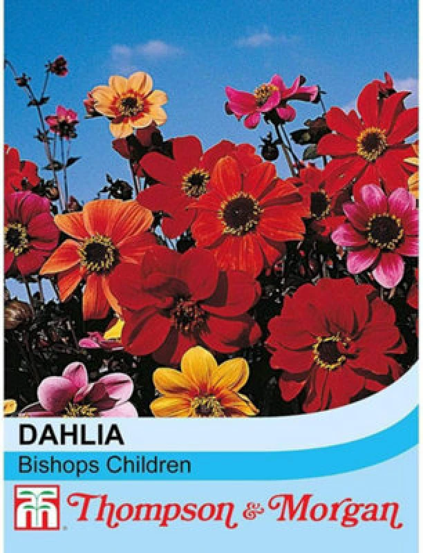 Image of Thompson & Morgan Dahlia Bishops Children 1 Seed Packet (50 Seeds)