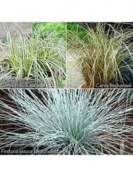 Image of Colourful Ornamental Grasses Collection 6 X 9Cm Potted Plants