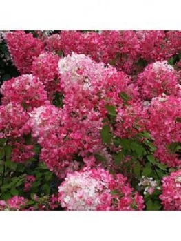 Image of Hydrangea Paniculata Collection 3 X 9Cm Pots