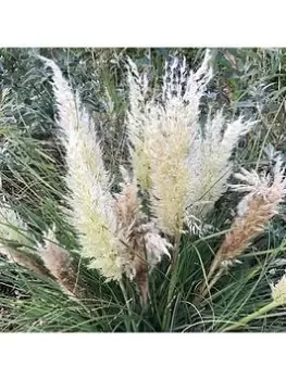 Image of Cortaderia 'Tiny Pampa' - 2 X 9Cm Pots