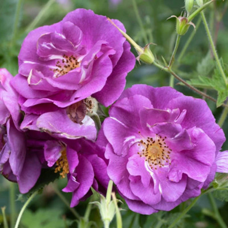 Image of YouGarden Rose Rhapsody in Blue (4L Pot) Roses 4L Pot Purple 39303124000