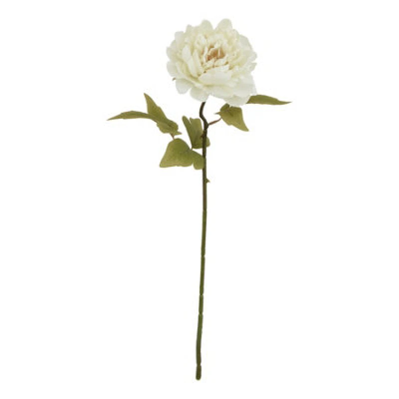 Image of The Natural Garden Collection White Peony