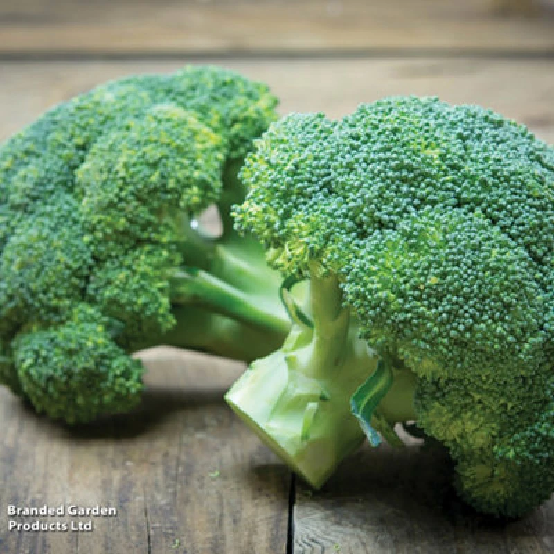 Image of Thompson & Morgan Organic Broccoli Green Sprouting 1 Seed Packet