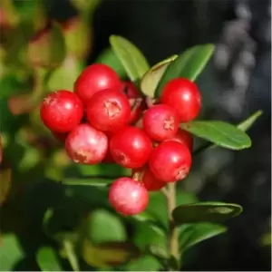 Image of YouGarden Cranberry (Vaccinium) 'Pilgrim' 2L potted - Brown