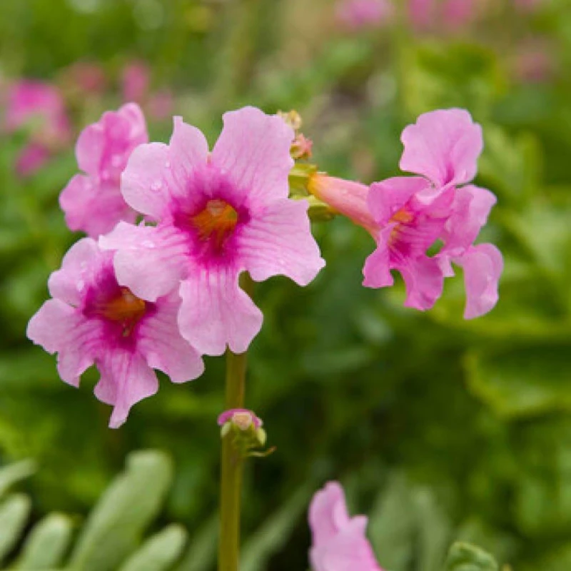 Image of YouGarden Hardy Gloxinia mixed colours (5 bare roots) Multi unisex 5 bare rt