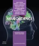 Image of neuroscience xe