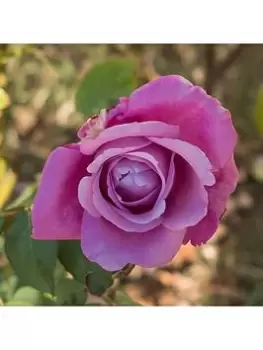 Image of Rose 'Harry Edland' 3L Potted