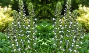 Image of Acanthus Mollis Plant, One, White