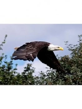 Image of Virgin Experience Days Visit to Eagle Heights, the UK's Largest Bird of Prey Centre with Afternoon Tea for Two, One Colour, Women