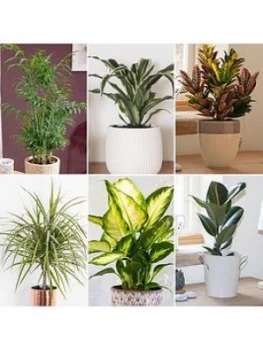 Image of Foliage Houseplant Mix 6 X 12Cm