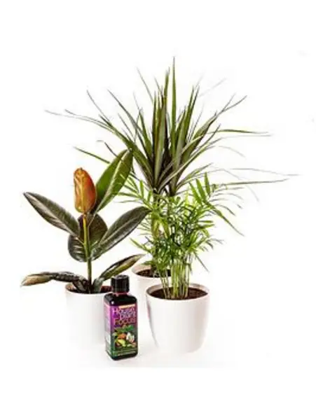 Image of YouGarden Houseplant Collection with Pots - Size 3x12cmPots