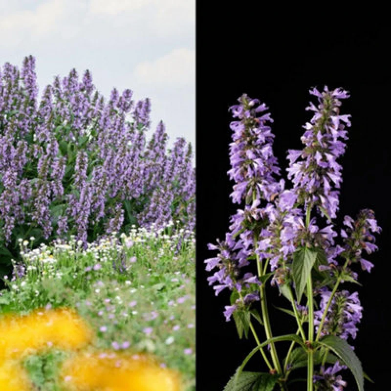 Image of Thompson & Morgan Nepeta Magical Mr Blue Sky 9Cm Potted Plant X 1