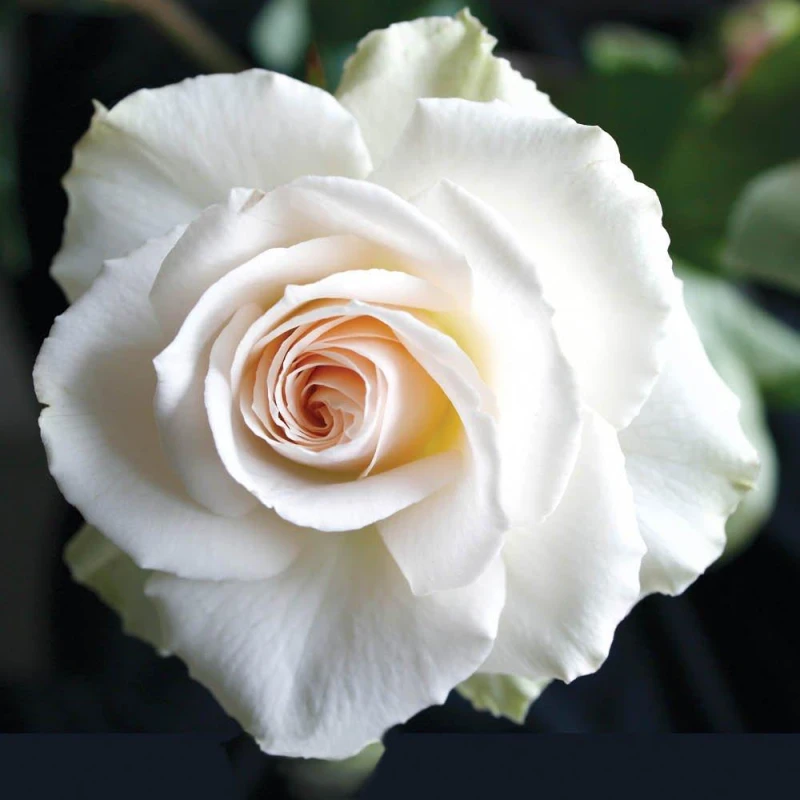 Image of YouGarden Rose Margaret Merril (4L Pot) Roses 4L Pot White 39517201000
