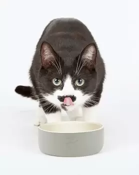 Image of Scruffs Icon Cat Bowl Set