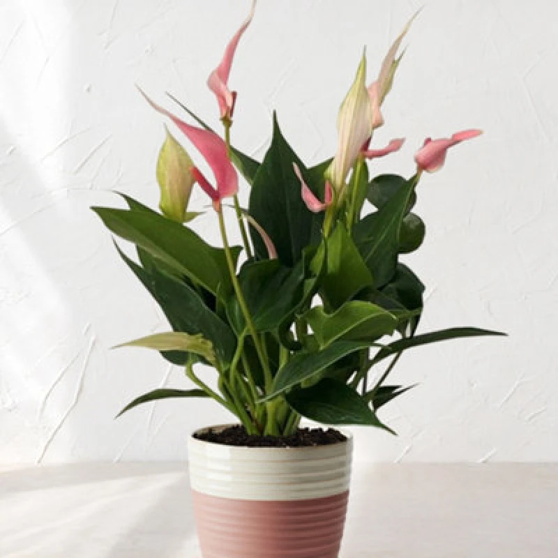 Image of Yougarden Anthurium 'lilli', Flamingo Flower In 17Cm Bowl, Pink Spathes, Easy Care Indoor Houseplant