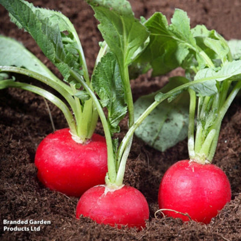 Image of Thompson & Morgan Radish Scarlet Globe 1 Seed Packet 750 Seeds