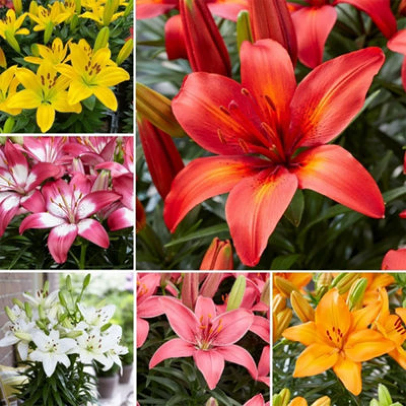 Image of Thompson & Morgan Summer Flowering Lily Summer Fun Collection 18 Bulbs