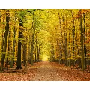 Image of Autumn Forest Orange Wall Mural - 3.5m x 2.8m