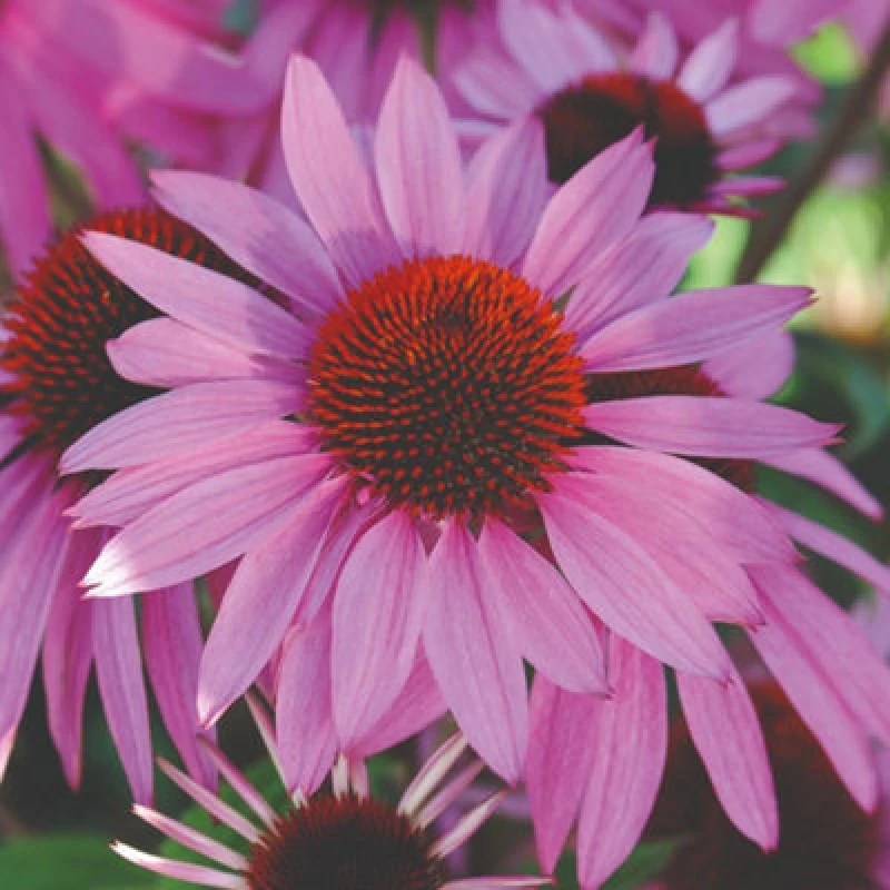 Image of 30 Perennial Cottage Garden Collection Plants For Long-Lasting Summer Blooms Borders Wildlife Gardens - Thompson & Morgan