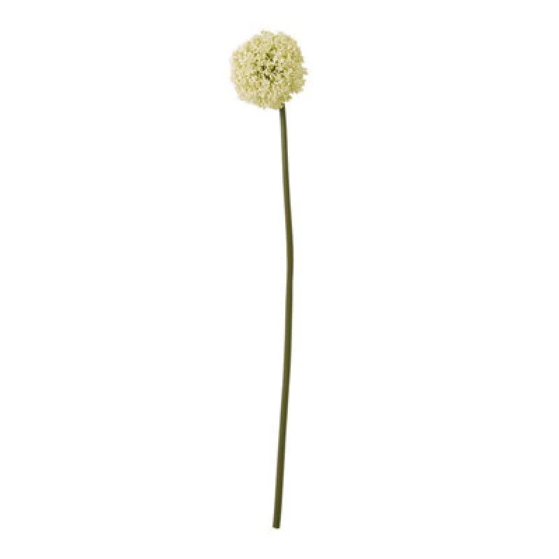 Image of Cream Allium Stem