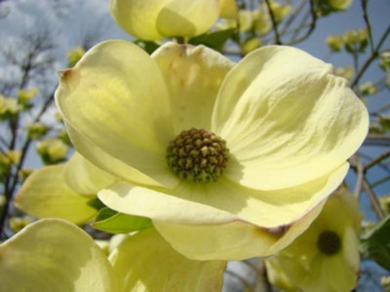 Image of Inspirational Gifting 2-3ft Yellow Dogwood (Cornus Stolonifera 'flaviramea') Field Grown Hedging Plants - Pack Of 10