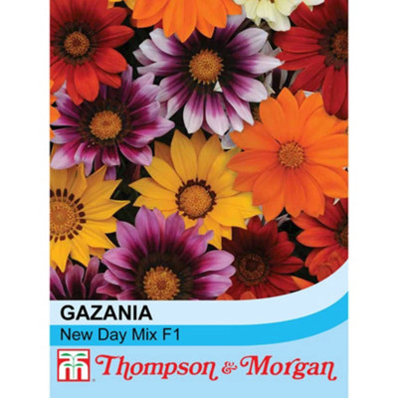 Image of Thompson & Morgan Gazania Splendens New Day Mix F1 Hybrid 1 Seed Packet (20 Seeds)