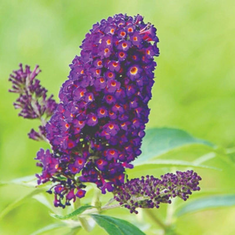 Image of Thompson & Morgan Buddleja Buzz Indigo 1 Litre Potted Plant X 1