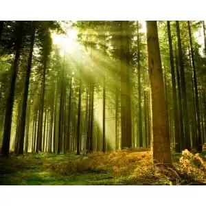 Image of Origin Murals Spruce Forest Evergreen Wall Mural - 3.5m x 2.8m