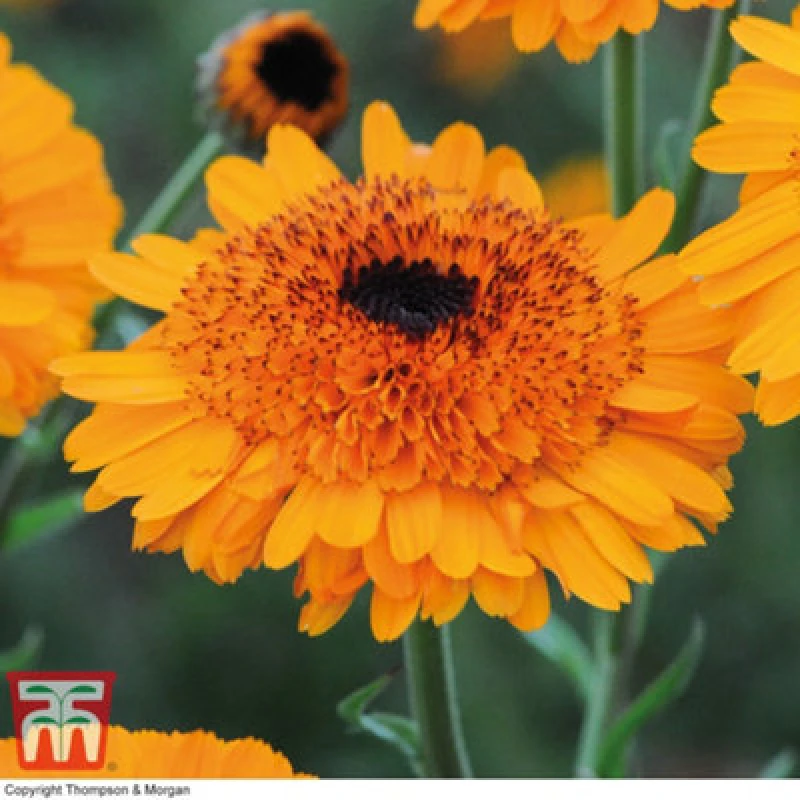 Image of Thompson & Morgan Calendula Crown Orange 1 Packet (50 Seeds)