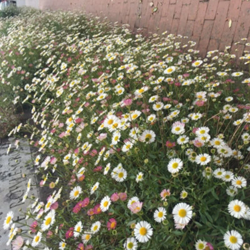 Image of Thompson & Morgan Erigeron Karvinskianus 2 Litre Potted Plant X 1
