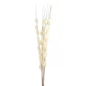 Image of Bouquet Of Dried Thlaspi Arvense