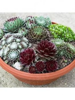 Image of Sempervivum (Hardy Houseleeks) Succulent Colelction 6 X 9Cm Pots