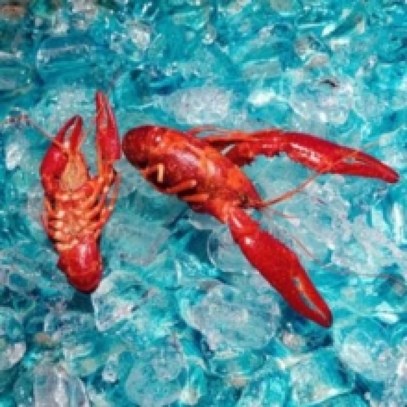 Image of Here you are (Limited Edition) Vinyl