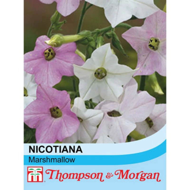 Image of Thompson & Morgan Nicotiana Mutabilis Marshmallow 1 Packet (100 Seeds)