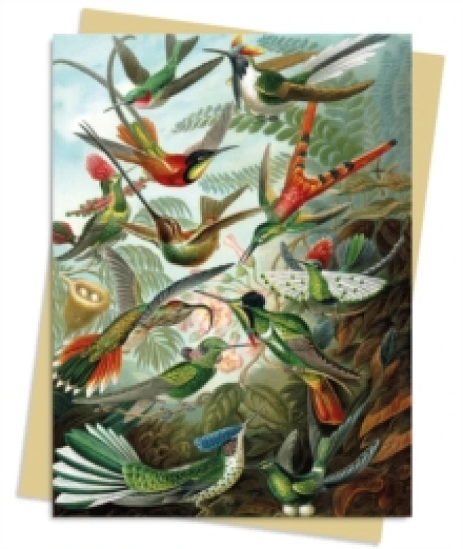 Image of Ernst Haeckel: Hummingbirds Greeting Card Pack : Pack of 6 Cards