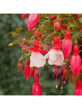 Image of You Garden Fuchsia 'Alice Hoffman' 2L