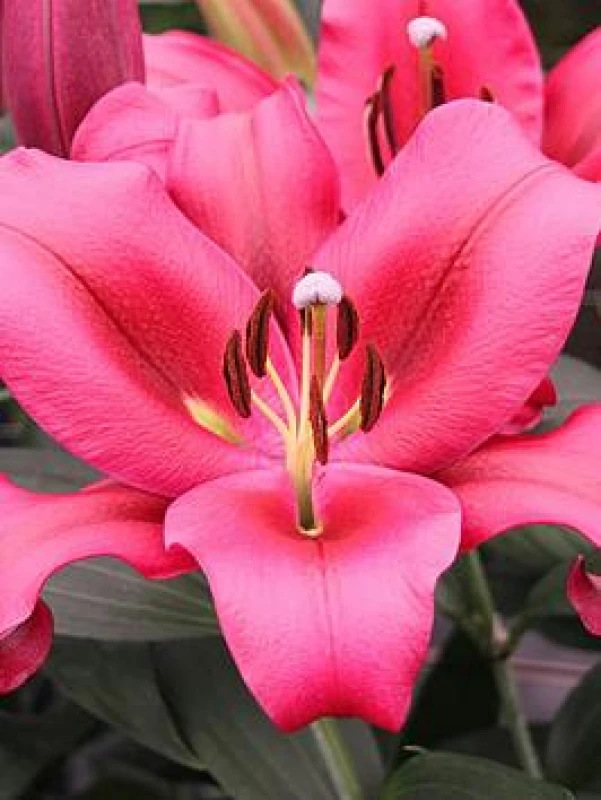 Image of You Garden Skyscraper Lily 'Amarossi' - 3 Bulbs One Colour WFHUQ Unisex