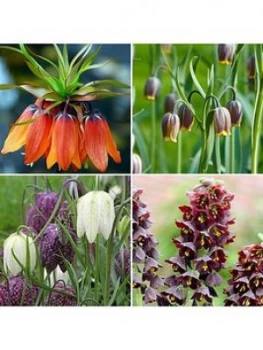 Image of Fritillary Bulb Collection 85 X Bulbs