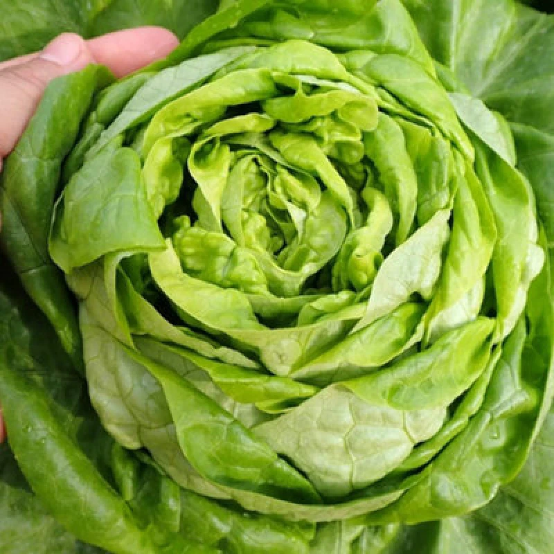 Image of Thompson & Morgan Organic Lettuce Sylvesta 1 Seed Packet (150 Seeds)