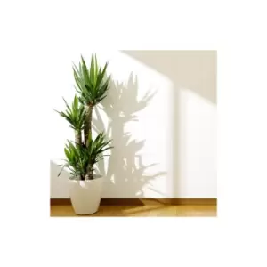 Image of Yucca 3 stem 60/30/20 21cm 100cm