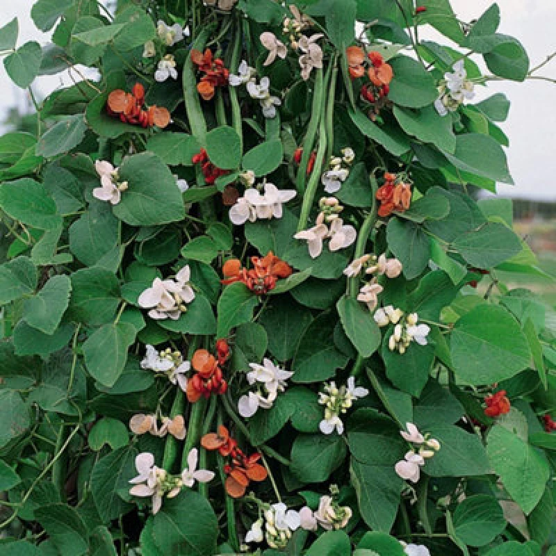Image of Thompson & Morgan Runner Bean Summer Flowered Mixed 1 Seed Packet