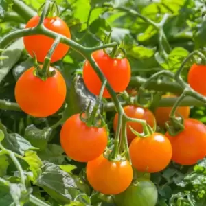 Image of YouGarden Cherry Tomato 'Sungold Supersweet' Plants