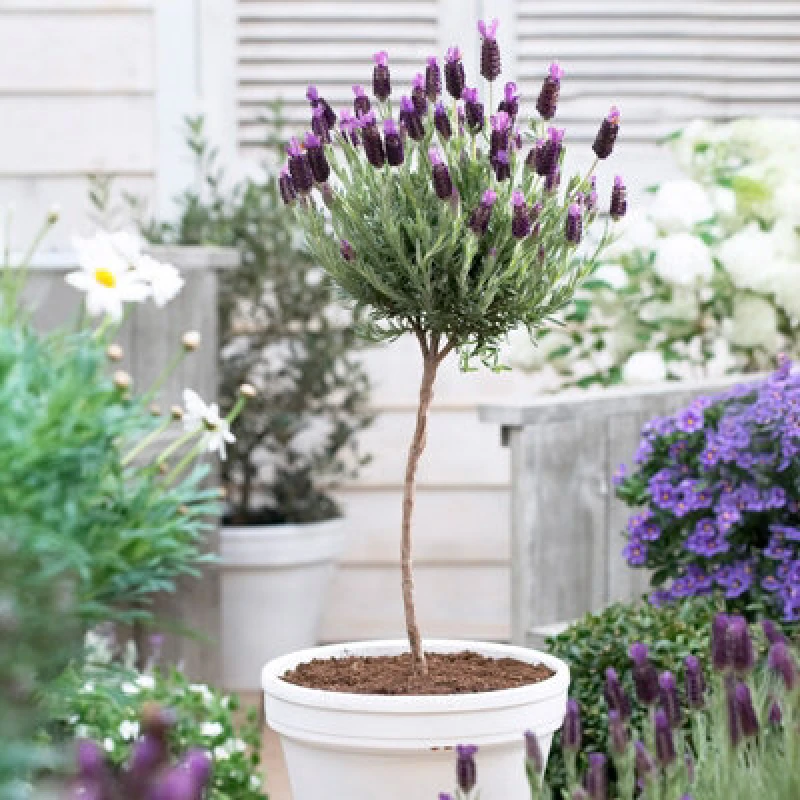 Image of You Garden Yougarden Lavender 'anouk' Mini Standard, 12Cm Pot, Ready To Plant, Fragrant And Bee-Friendly
