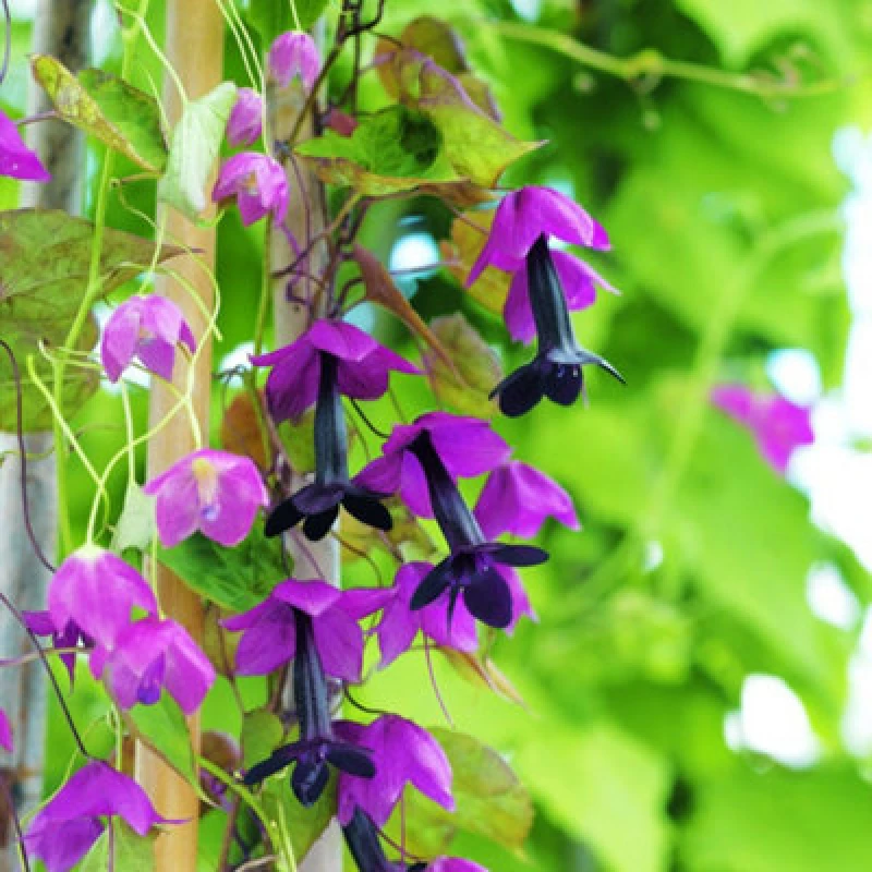 Image of Thompson & Morgan Rhodochiton Atrosanguineum 1 Seed Packet (10 Seeds)