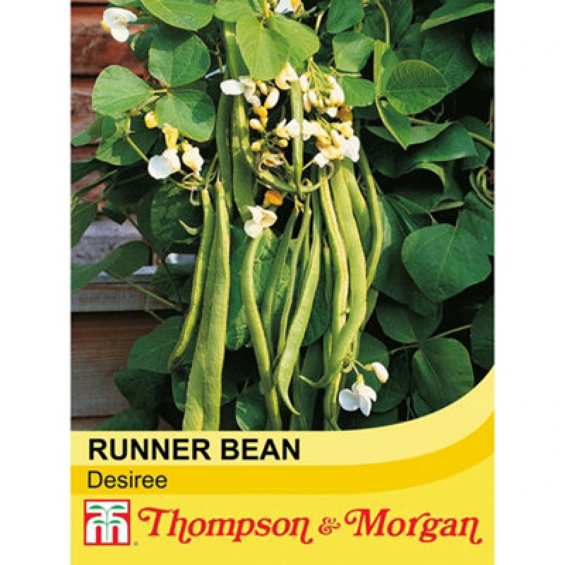 Image of Thompson & Morgan Runner Bean Desiree 1 Seed Packet (35 Seeds)