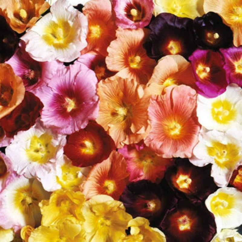 Image of Thompson & Morgan Hollyhock Antwerp Mixed 1 Seed Packet